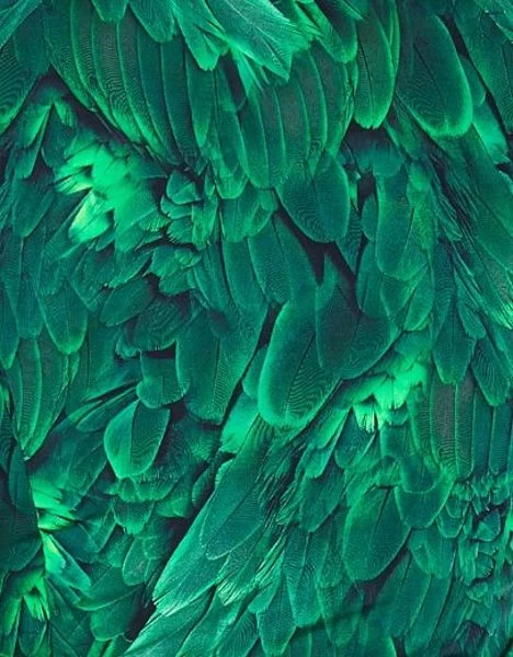 Aqua Blu - Hummingbird Daniella One Piece 7 Aqua Blu - Hummingbird Daniella One Piece - Image 5